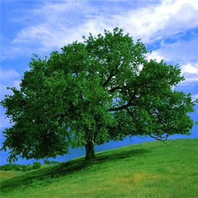 乐鱼app手机app下载